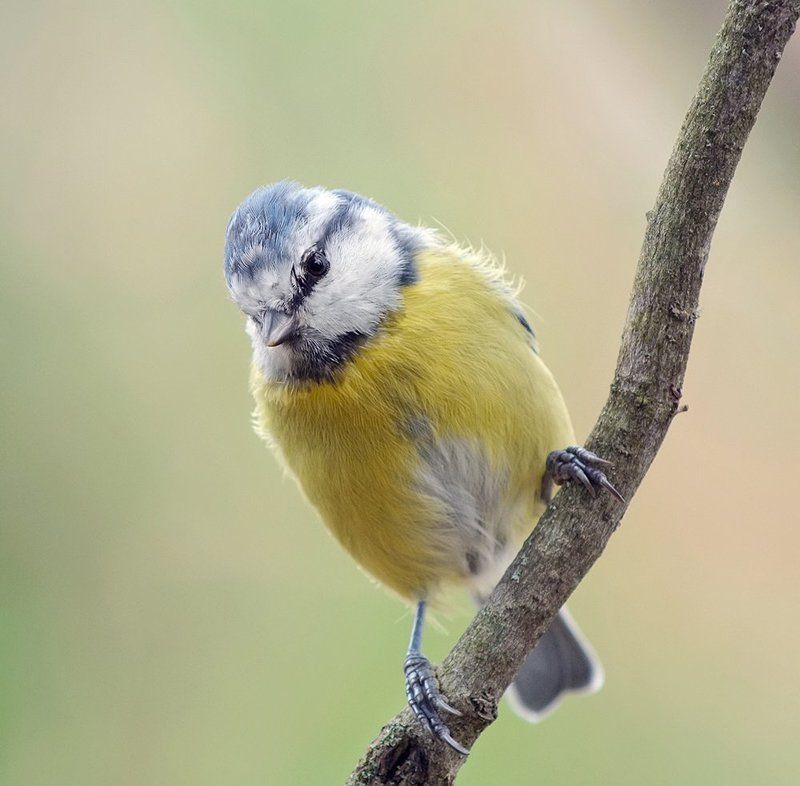 *** фото превью