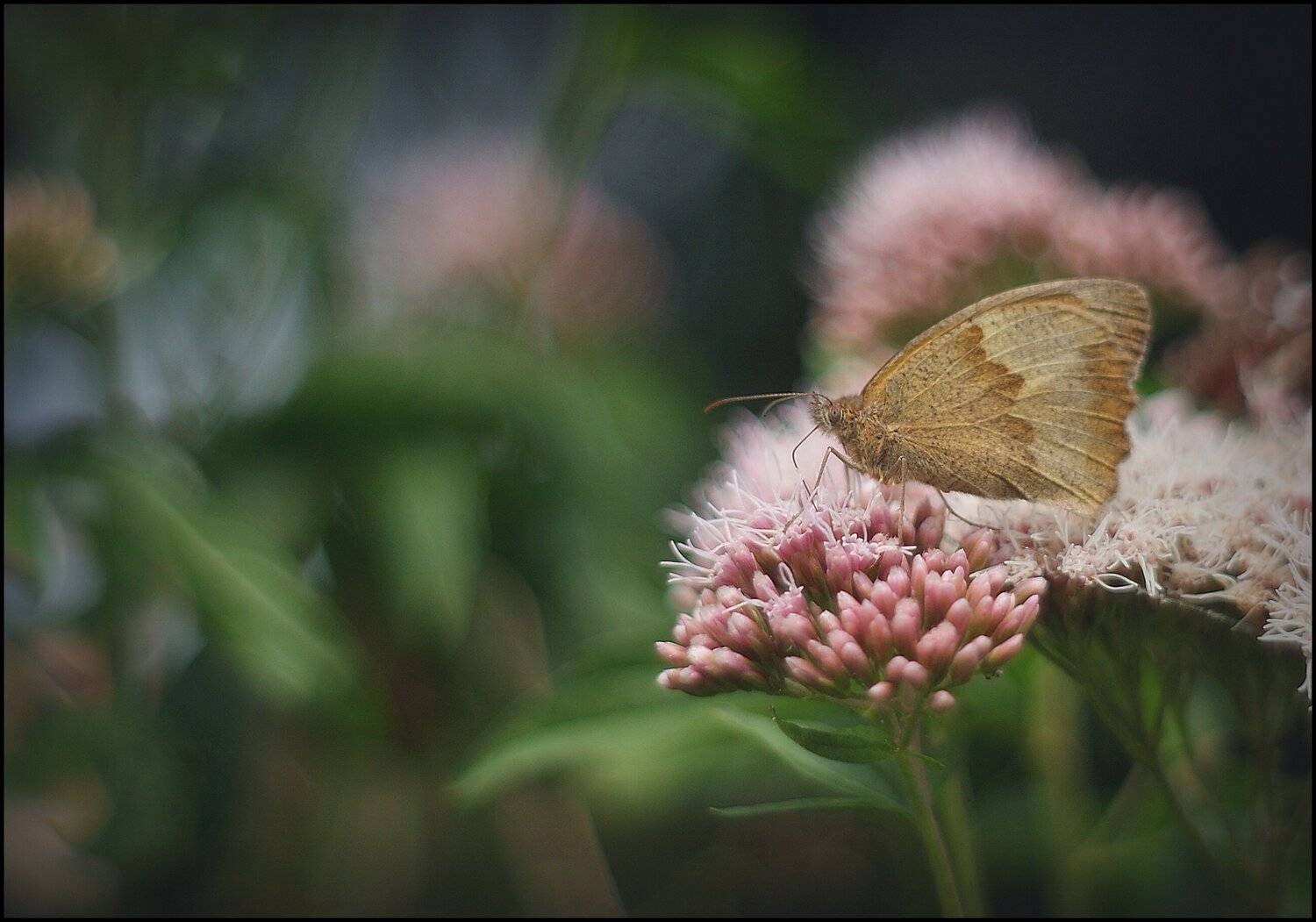 , Krzysztof Trojanowski