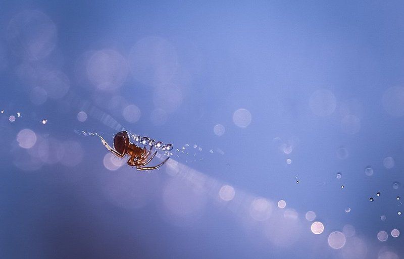Хранитель сокровищ. фото превью