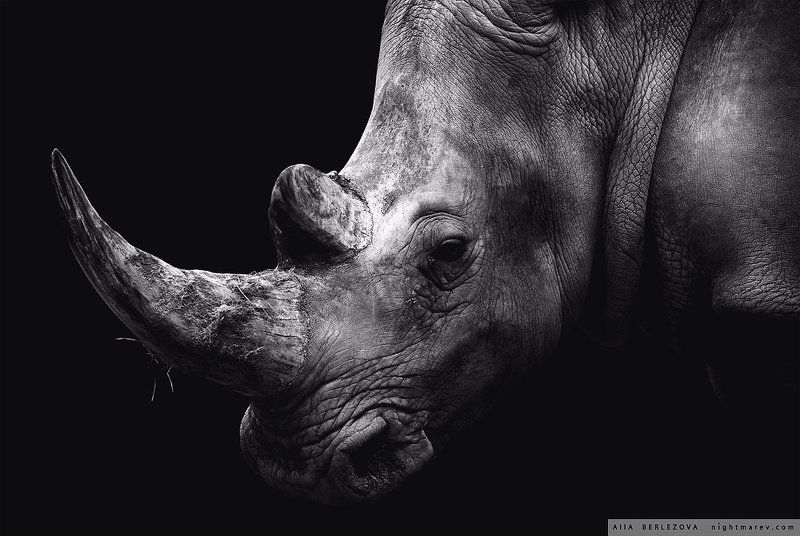 black and white, rhino, носорог, черно-белое Rhino фото превью