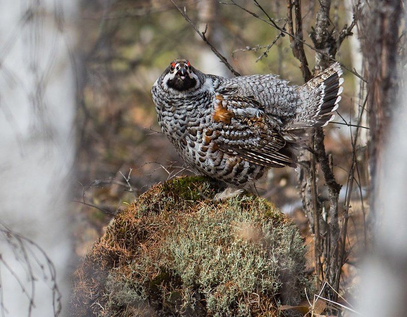 Грозный птыц фото превью