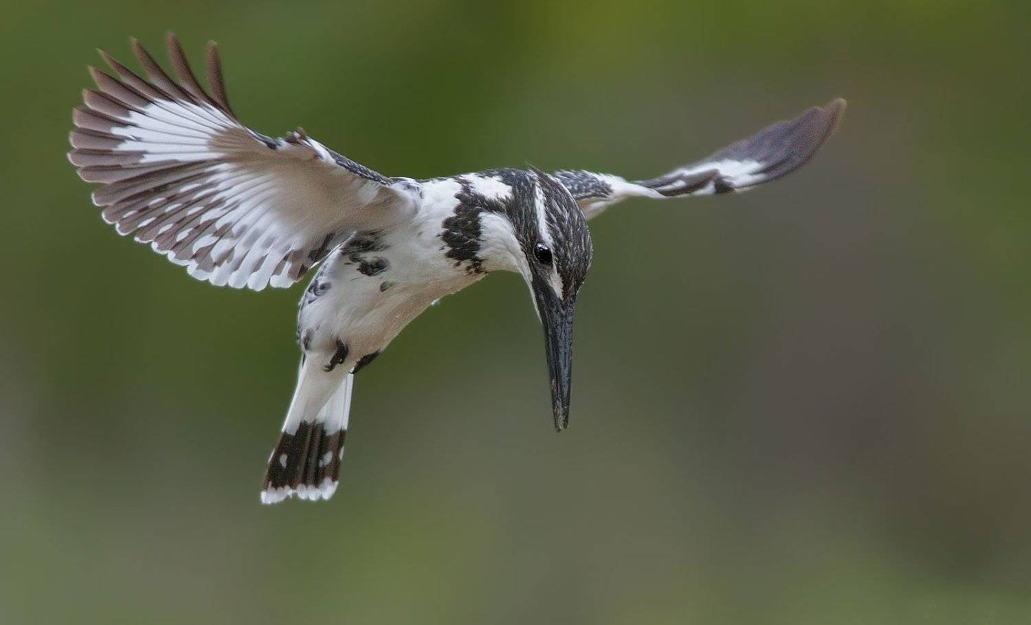 NIKON , Rajendra Dhage