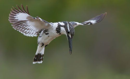 Hovering
