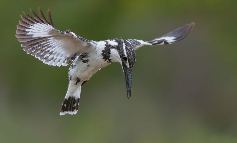 NIKON  Hovering фото превью