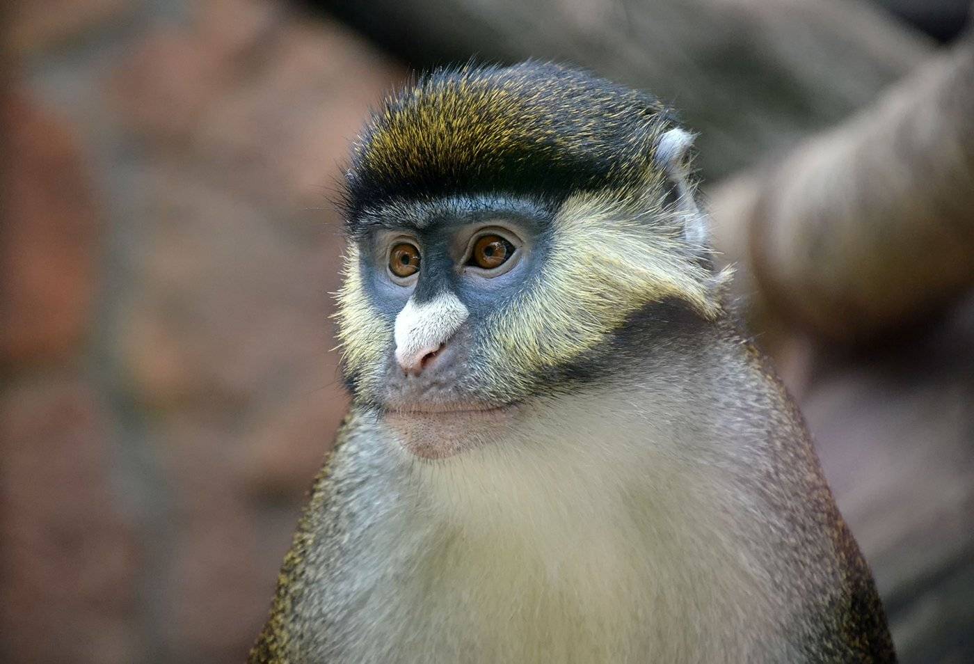 , Сильвана Спиридонова