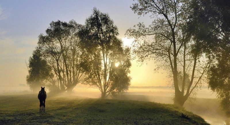 Golden morning. фото превью