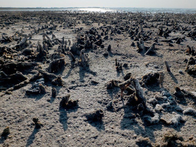 морская соль, солёное озеро, сасык-сиваш, крым, сольпром, бруно томский Pro солёные артефакты озера Сасык-Сиваш фото превью