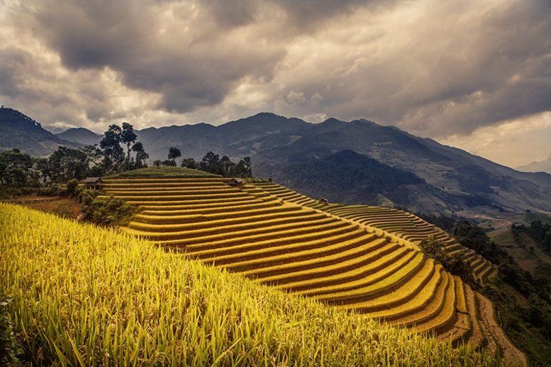 Terraced fields in Mu Cang Chai фото превью