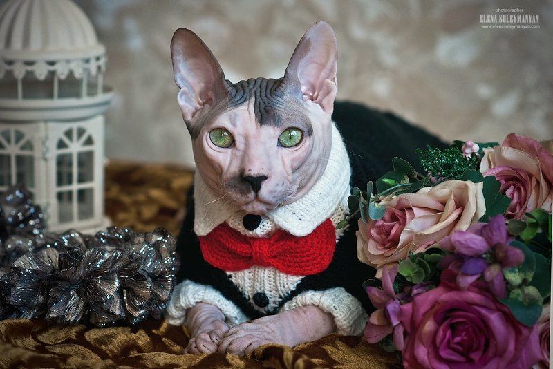 Портос фото превью