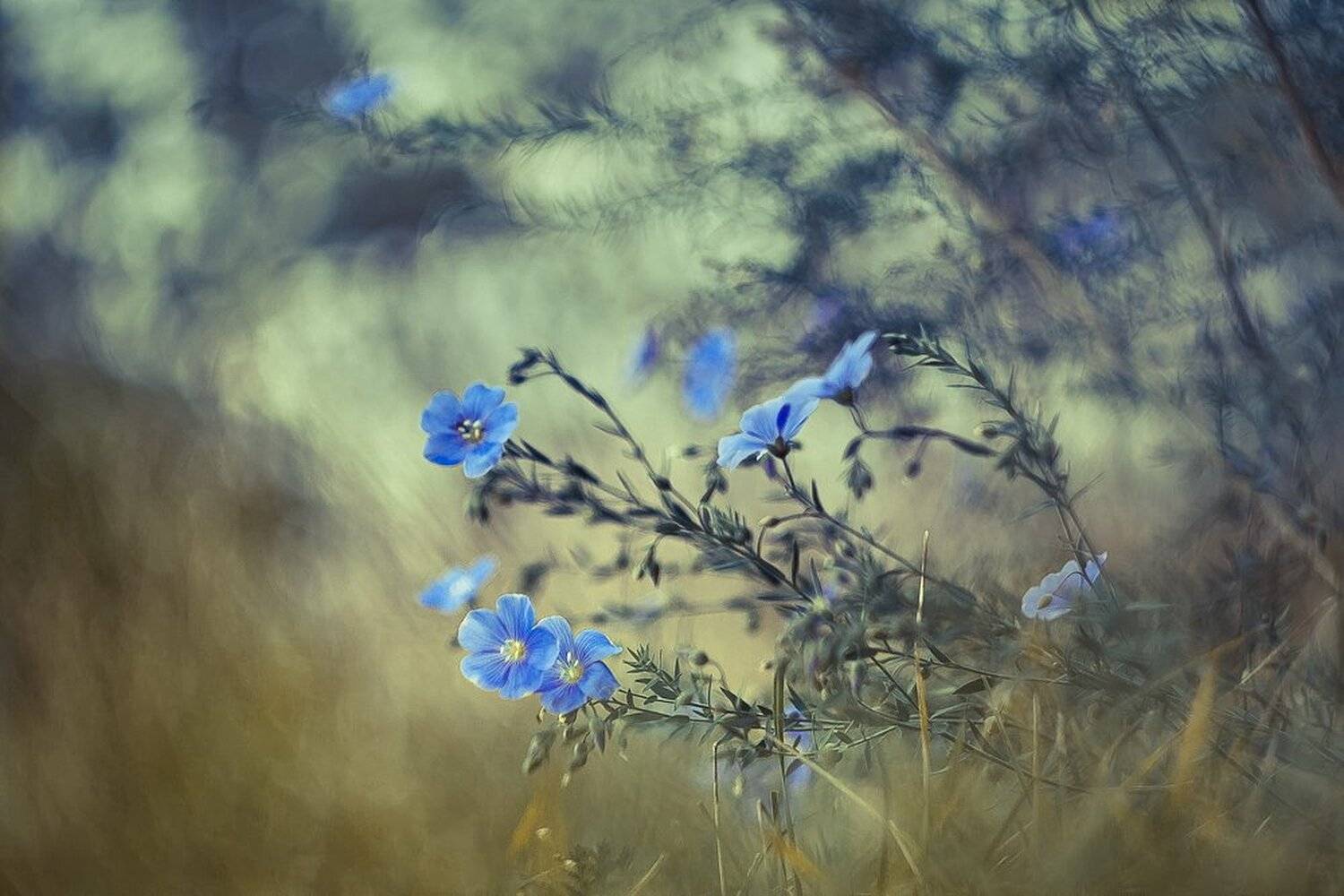 , Gabriel Prescornita