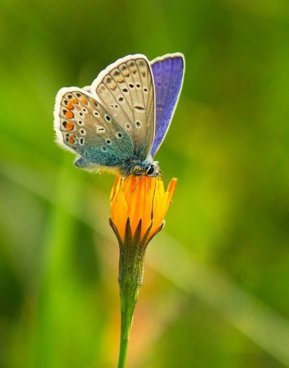 , Pawel Plucinski