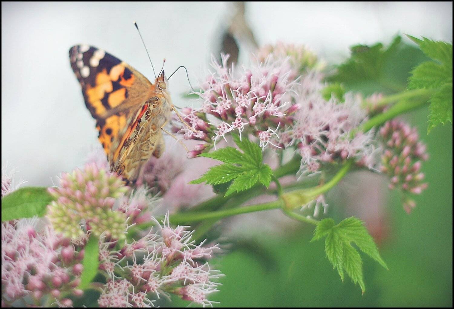 , Krzysztof Trojanowski