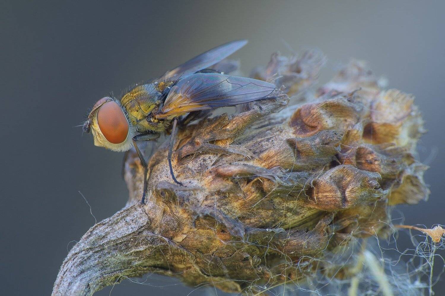 , Кузнецов Дмитрий