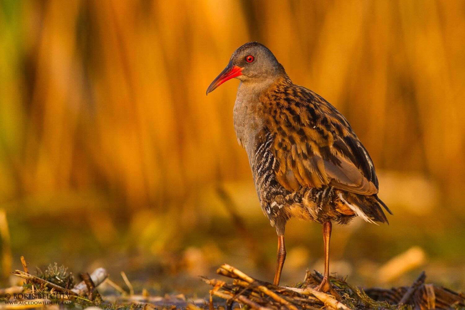 , Борис Белчев