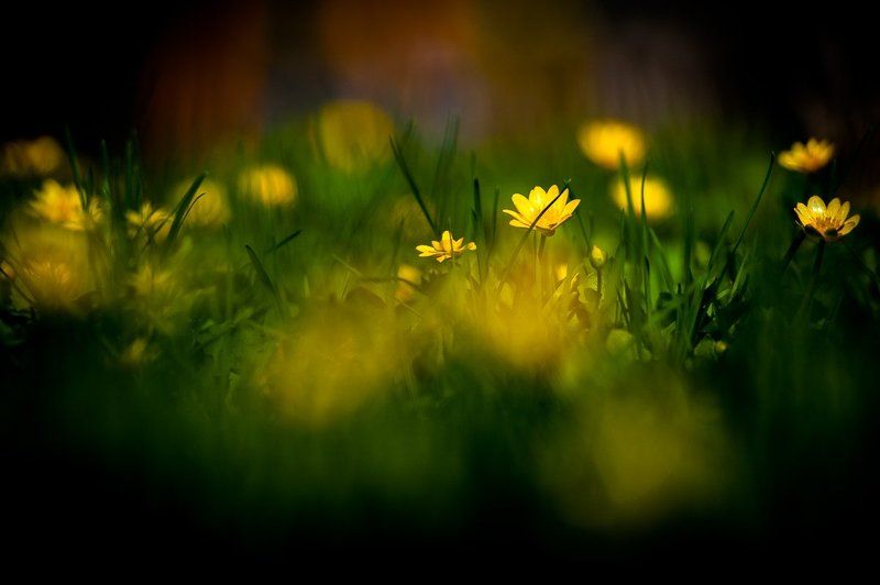 зелень, трава, желтый, цветы, оранжевый Цветочки фото превью