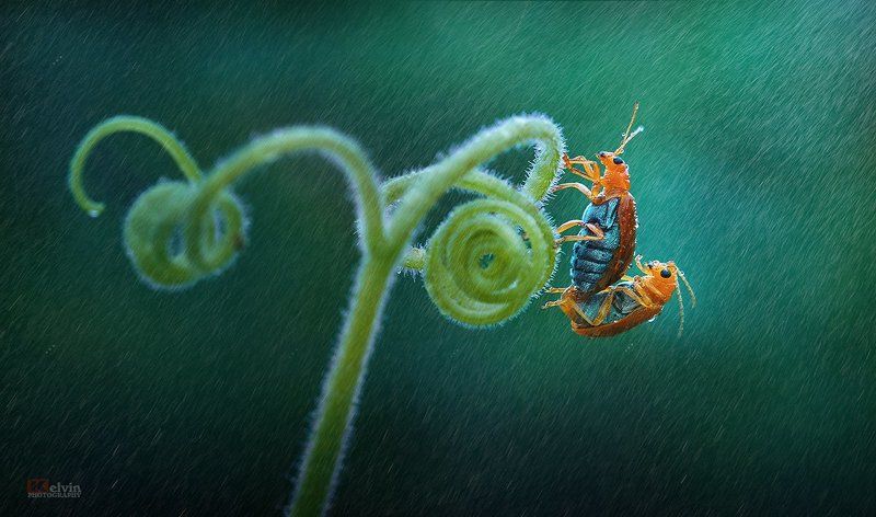 Yêu Dưới Mưa фото превью