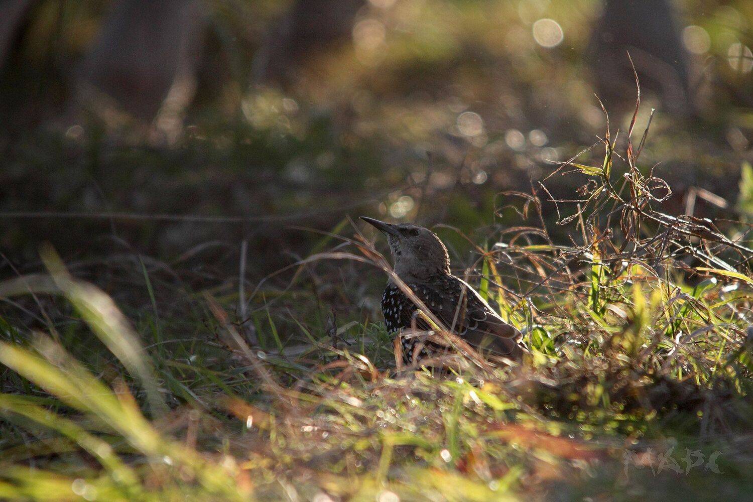 , Шангареев Марс