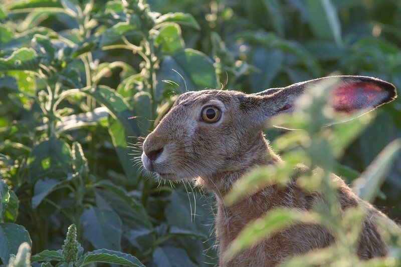 Русак, заяц, фотоохота, млекопитающие. Русачишка. фото превью