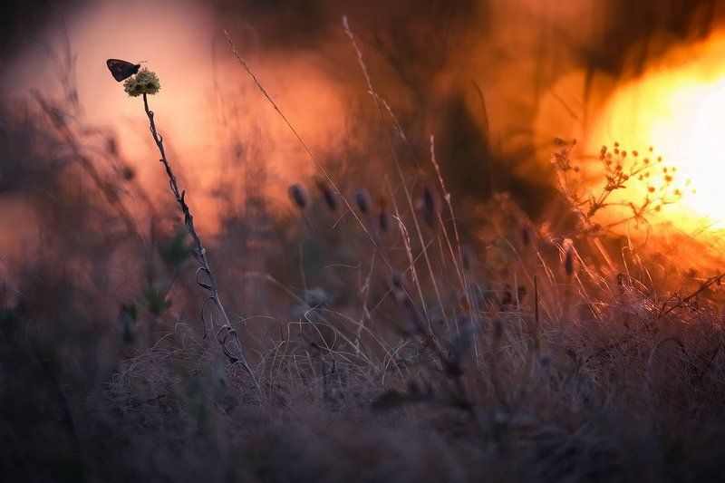 Вечерняя мелодия. фото превью