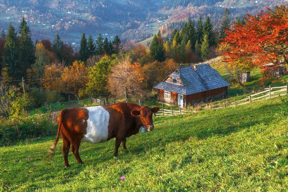 , Ярослав Тюрменко (Jaremi)