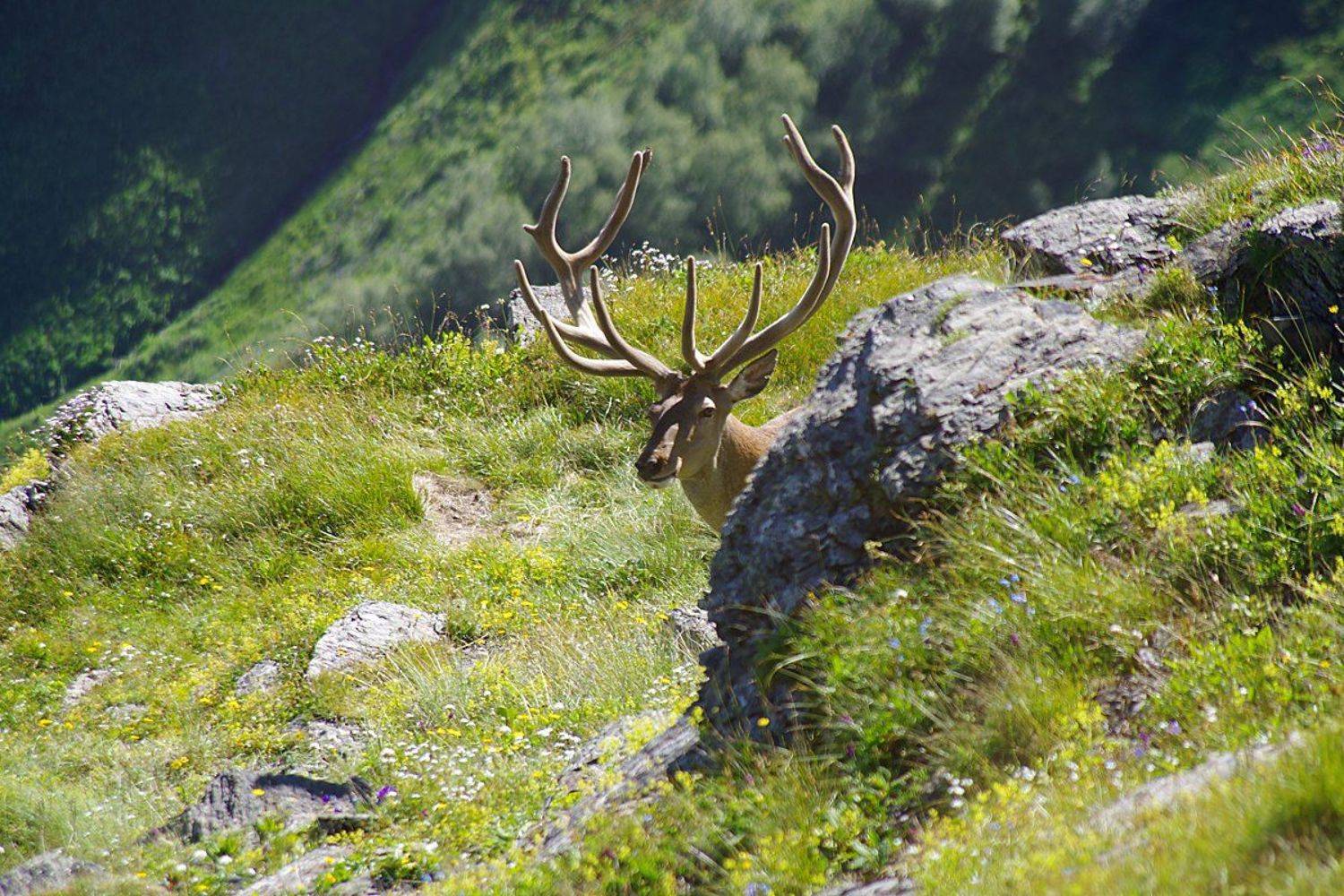 , Ловиков Михаил