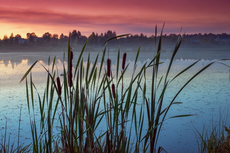 Камыши  фото превью