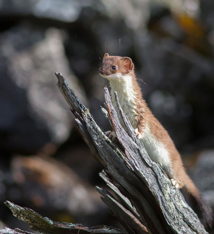 Горностай фото превью