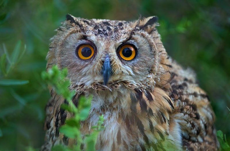 филин, сова, птицы, природа, дикая природа, узбекистан, портрет, глаза, bubo, own, birds, uzbekistan, nature, wildlife, desert, пустыня ••• фото превью