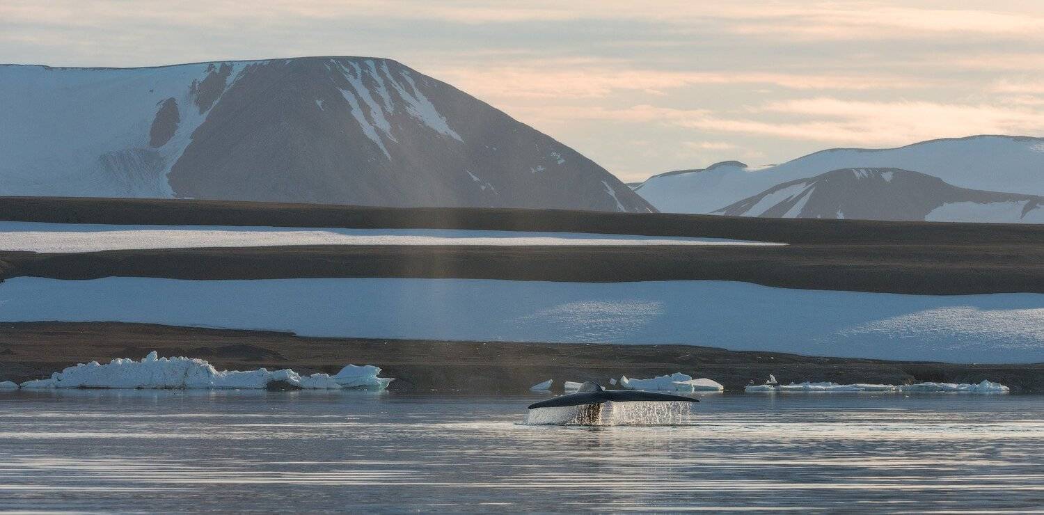 , Андрей Ведерников