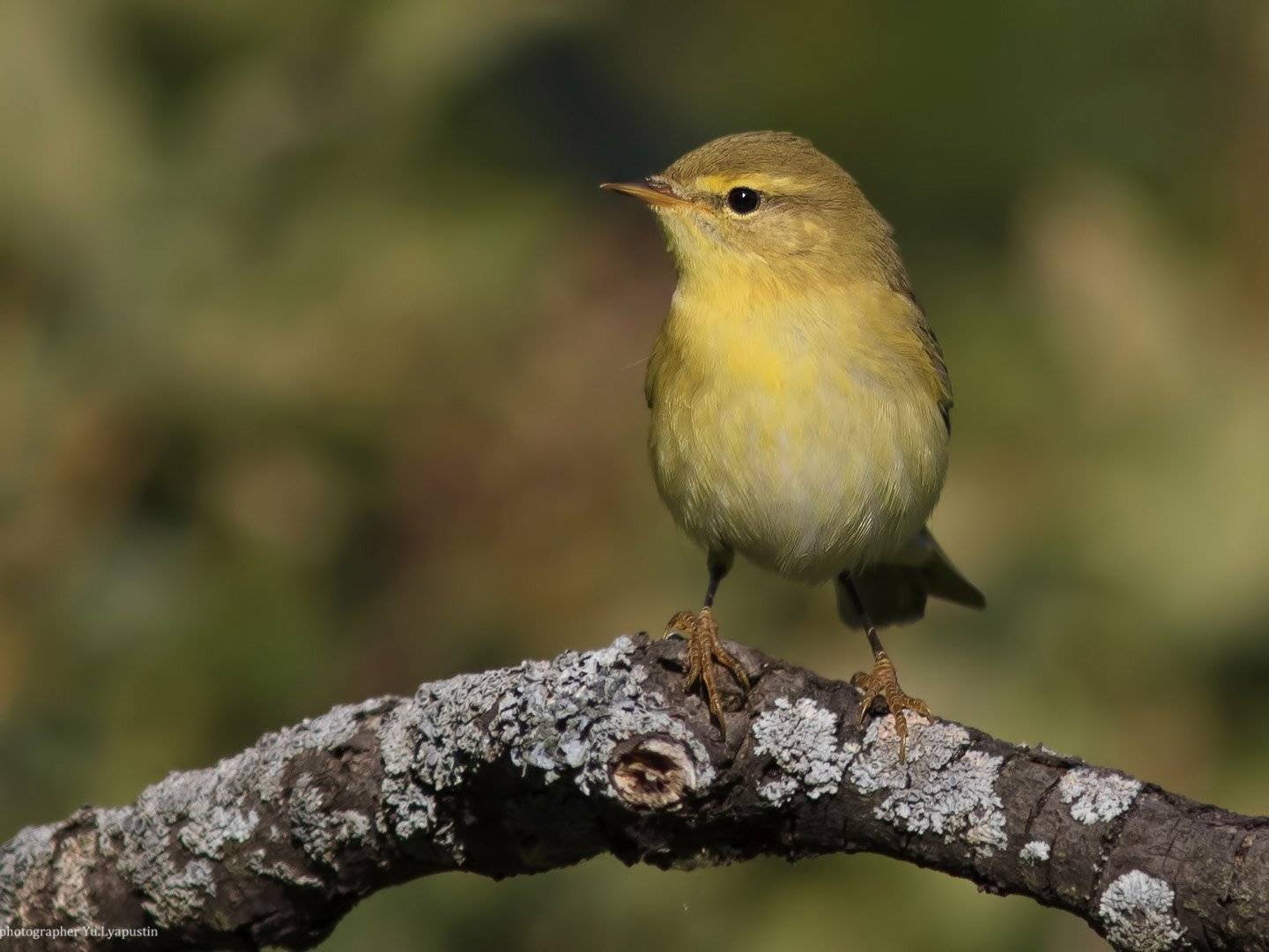 Пеночка весничка, Ляпустин Юра