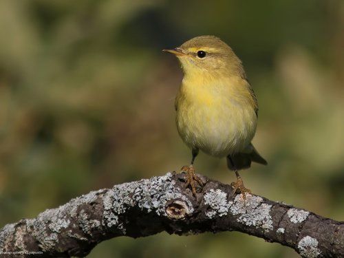 Willow warbler.