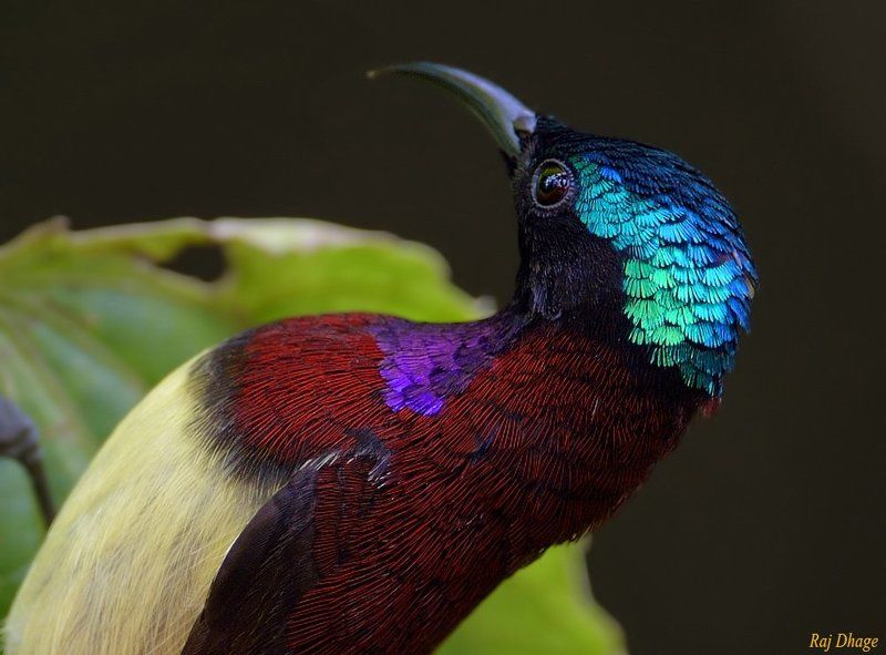 nikon  crimson backed sunbird фото превью