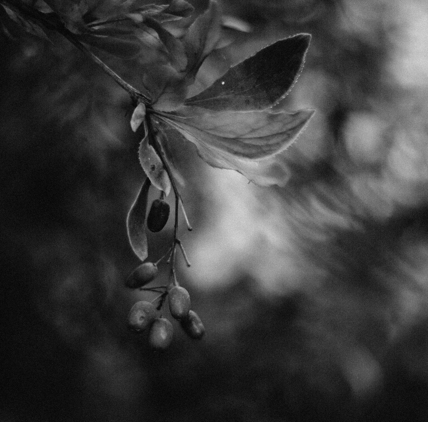 Барбарис, Чб, Svetlana Golicyna