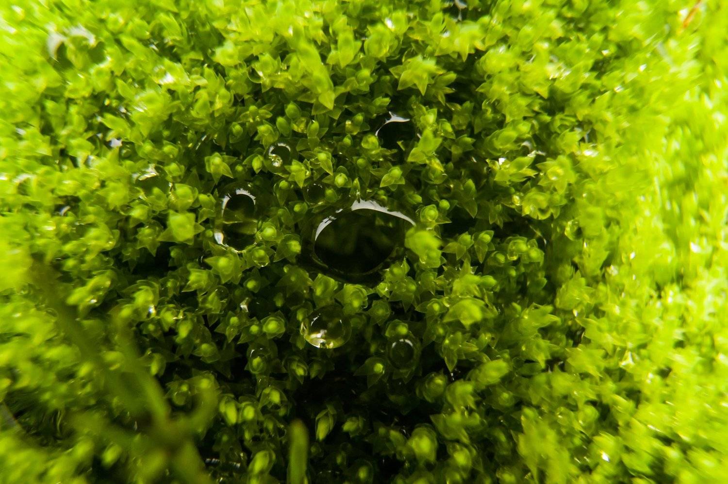 мох, дождь, капля, макро, дикая природа, Igor Ivanko