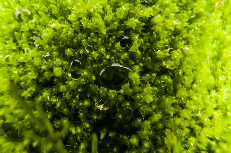 мох, дождь, капля, макро, дикая природа Капли дождя на мху фото превью