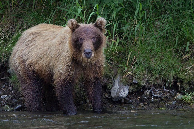 Михаил Камчатский фото превью