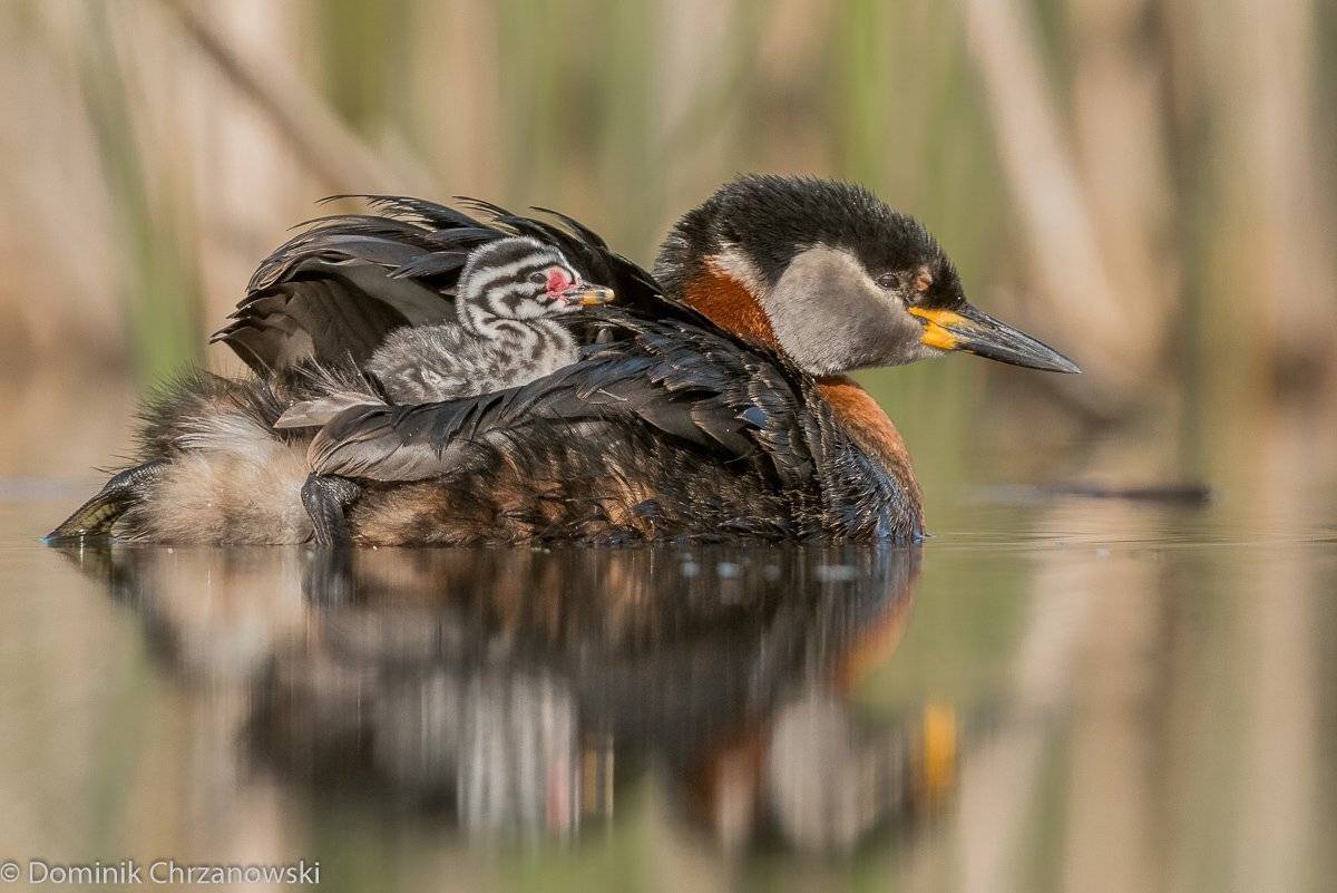 , Dominik Chrzanowski