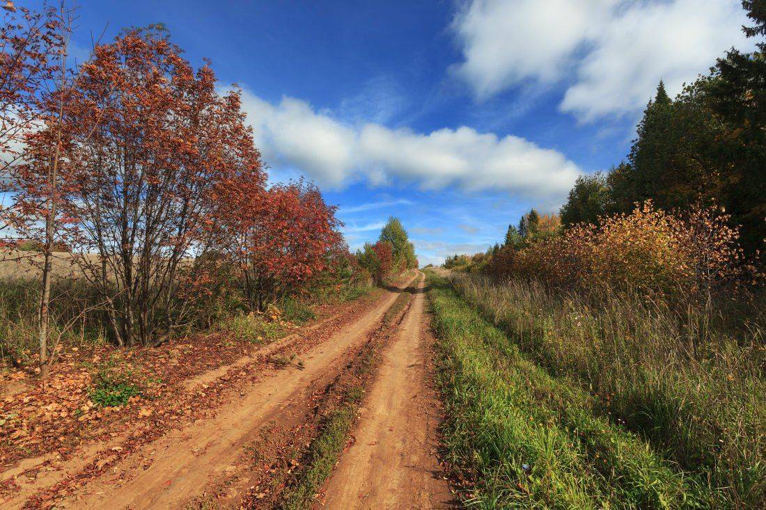 Дорога колея трава деревья лес осень облака небо, Георгий Машковцев