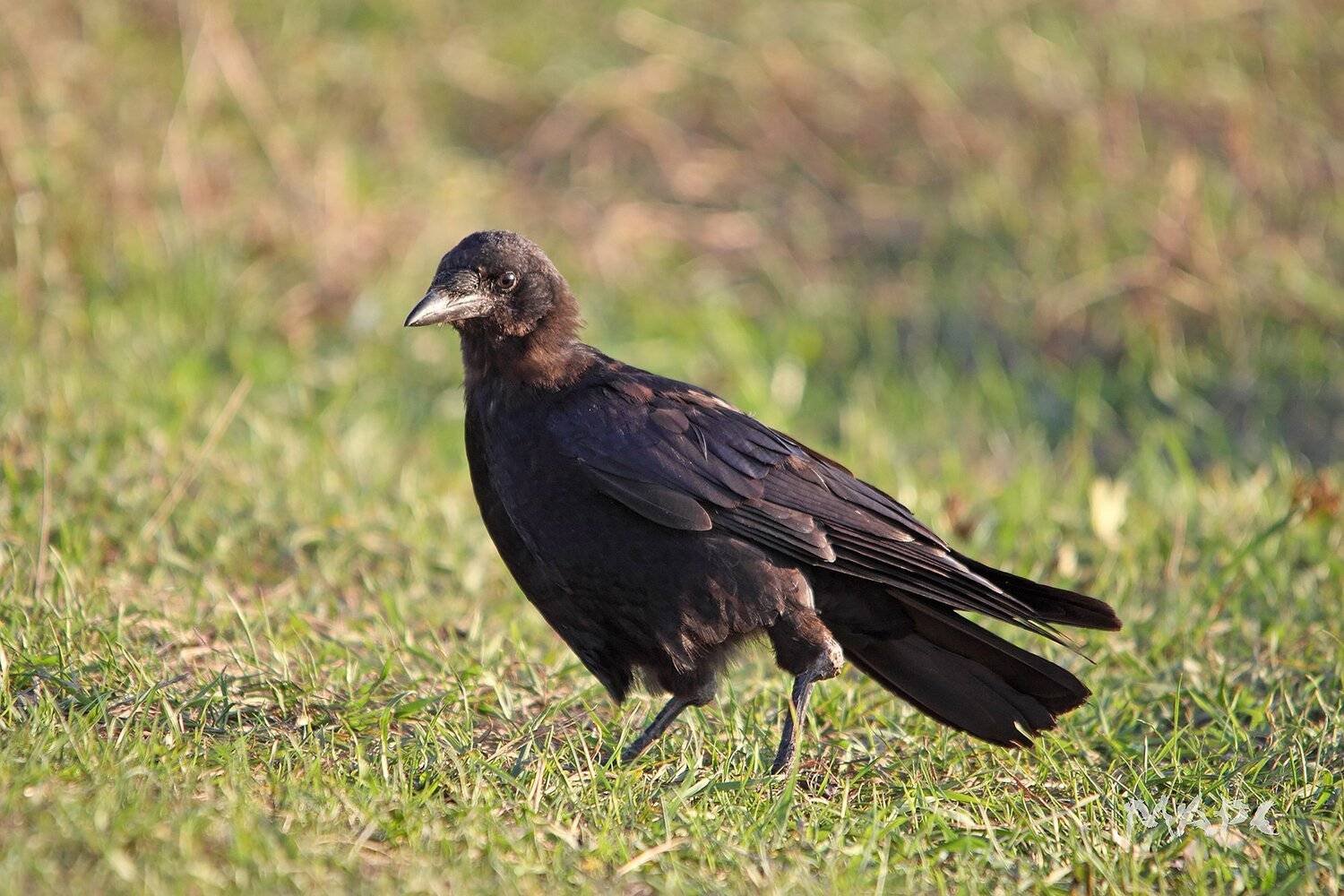 , Шангареев Марс