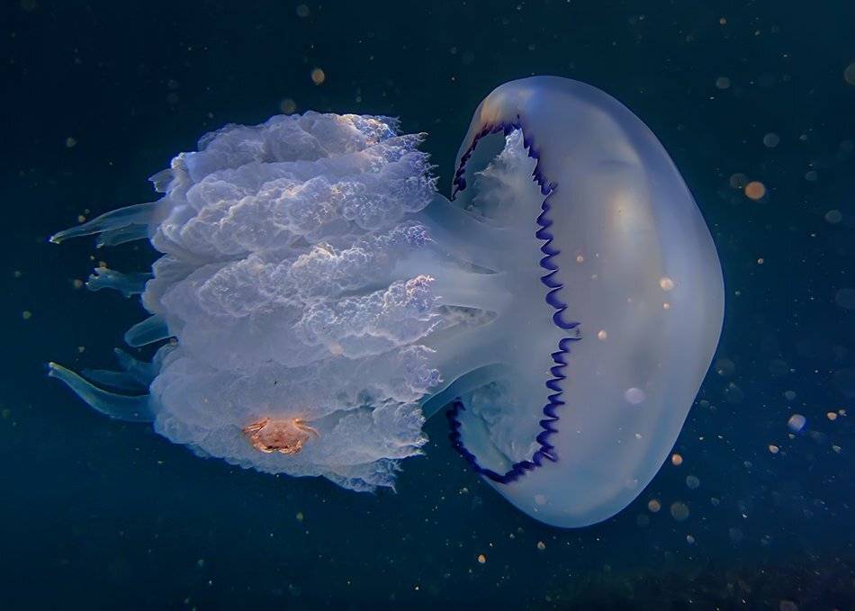 Hitchhiker, Jellyfish, Marine, Rhizostoma pulmo, Dimitar Stoyanov