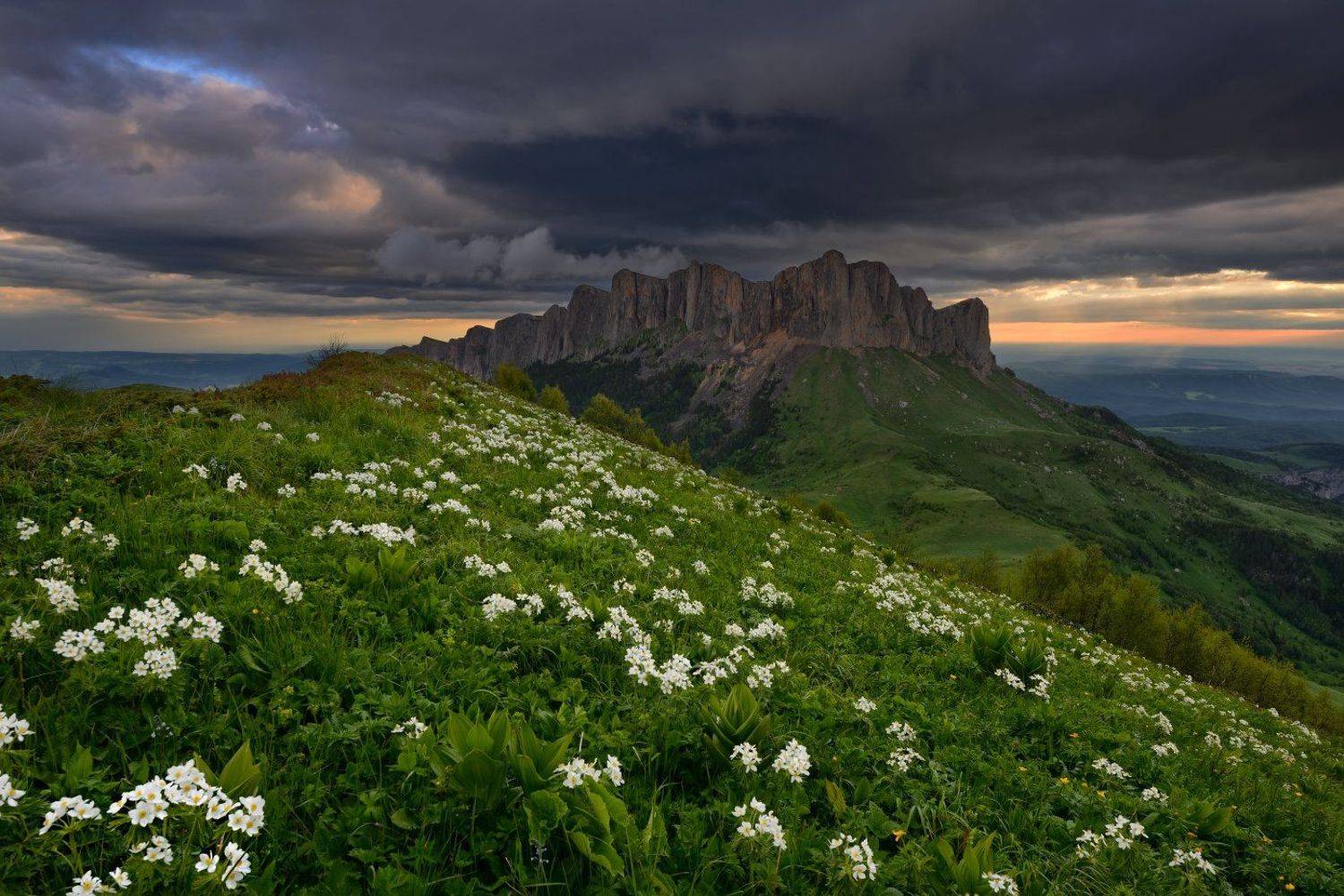 , Максим Евдокимов