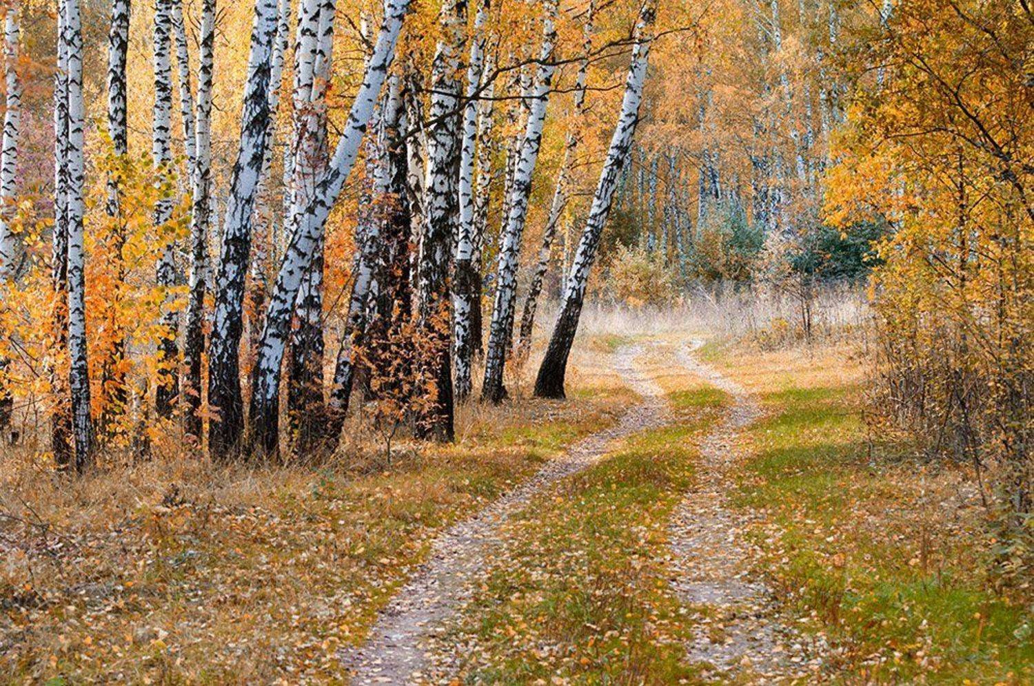 , Анатолий Зверев