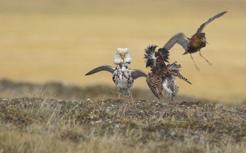 Не петушись!