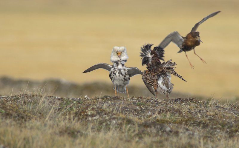 Philomachus pugnax, Ruff, Арктика, Дикая природа россии, Птицы, Турухтан, Фотоохота, Ямал Не петушись! фото превью