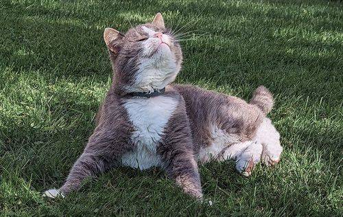 Одовольствие