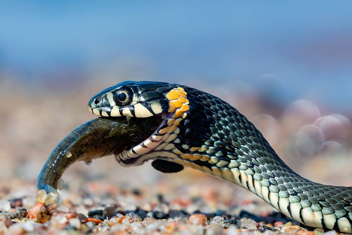 , Александр Абросимов