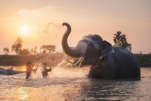 Thailand Surin