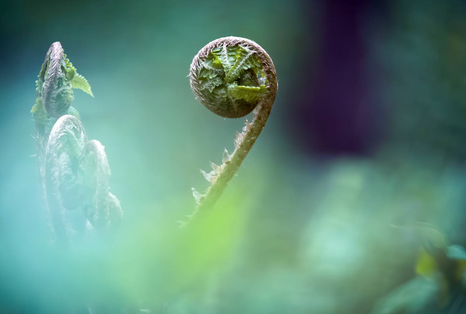 паспоротник, природа, макро, пейзаж, Михаил Ездаков