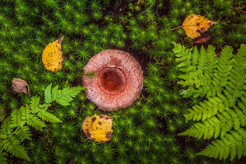 Лесное творчество фото превью