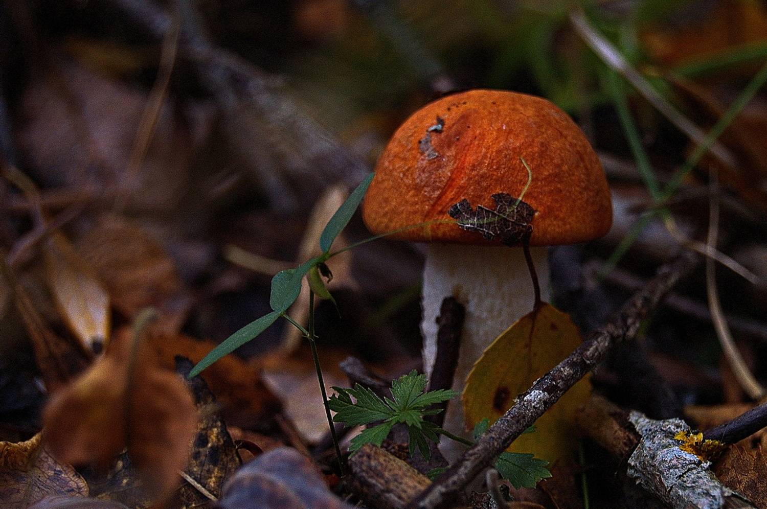 , Николаев Владимир